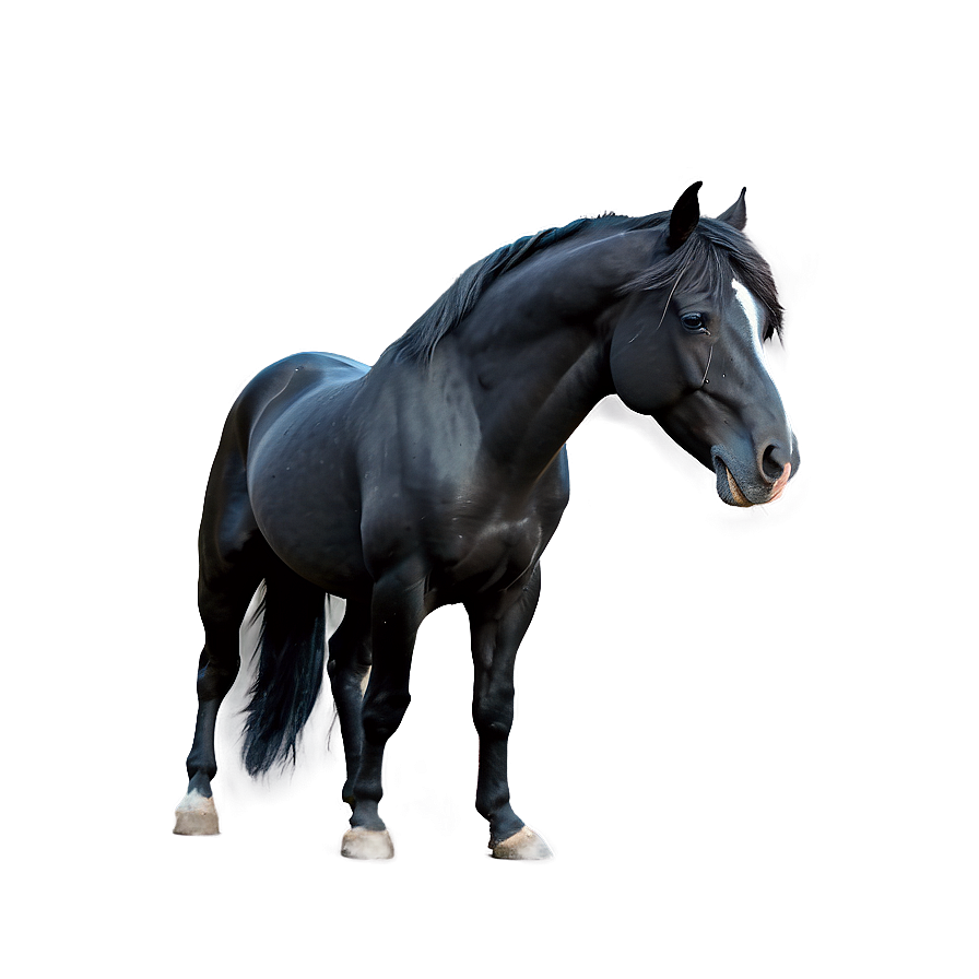 Majestic Black Stallion Png 06262024 PNG image