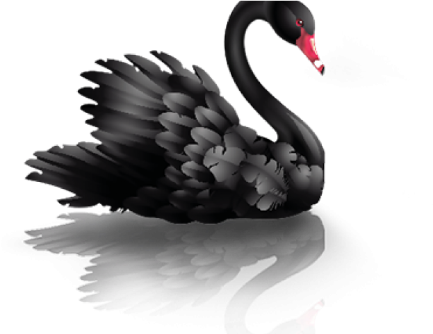 Majestic Black Swan Reflection PNG image