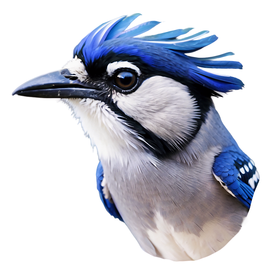 Majestic Blue Jay Portrait Png Hur34 PNG image