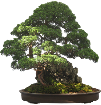 Majestic Bonsai Tree Black Background PNG image