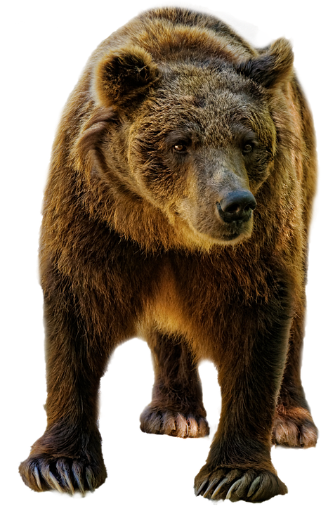 Majestic Brown Bear Standing PNG image