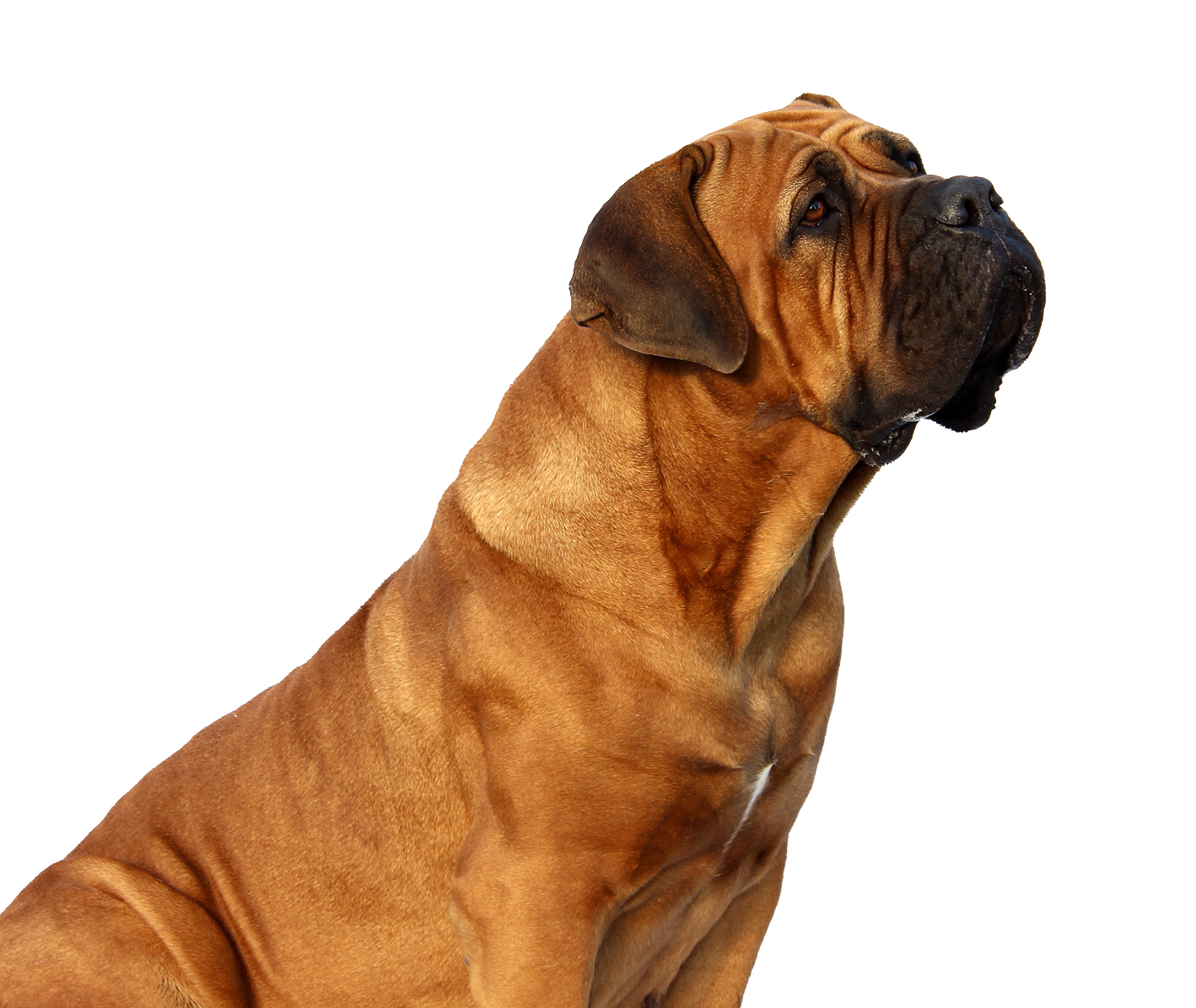 Majestic Brown Dog Profile PNG image