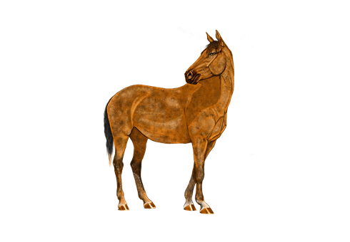 Majestic Brown Horse Black Background PNG image