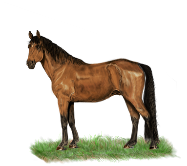 Majestic Brown Horseon Black Background PNG image