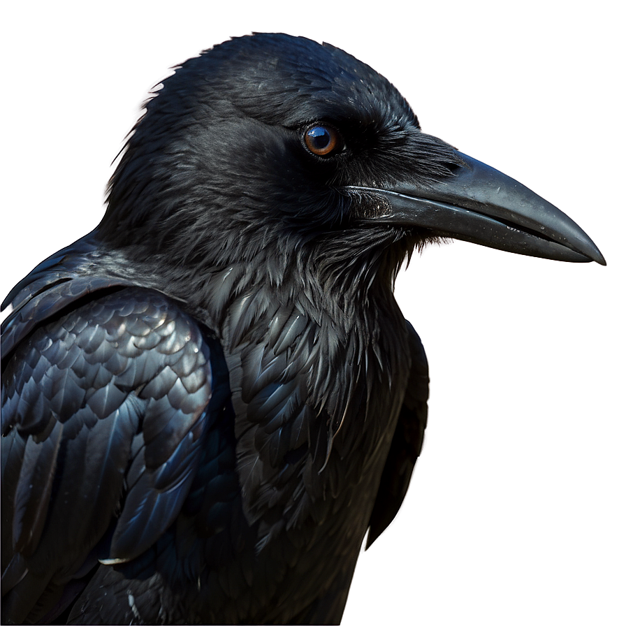 Majestic Crow Png 34 PNG image