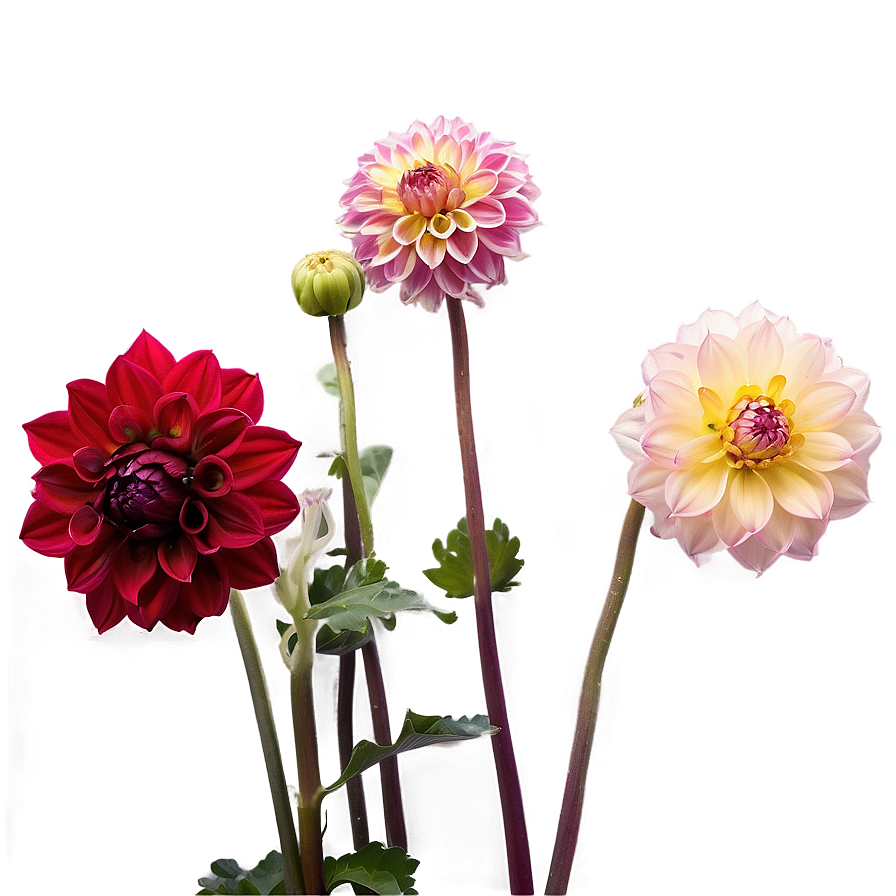 Majestic Dahlia Png Icr88 PNG image