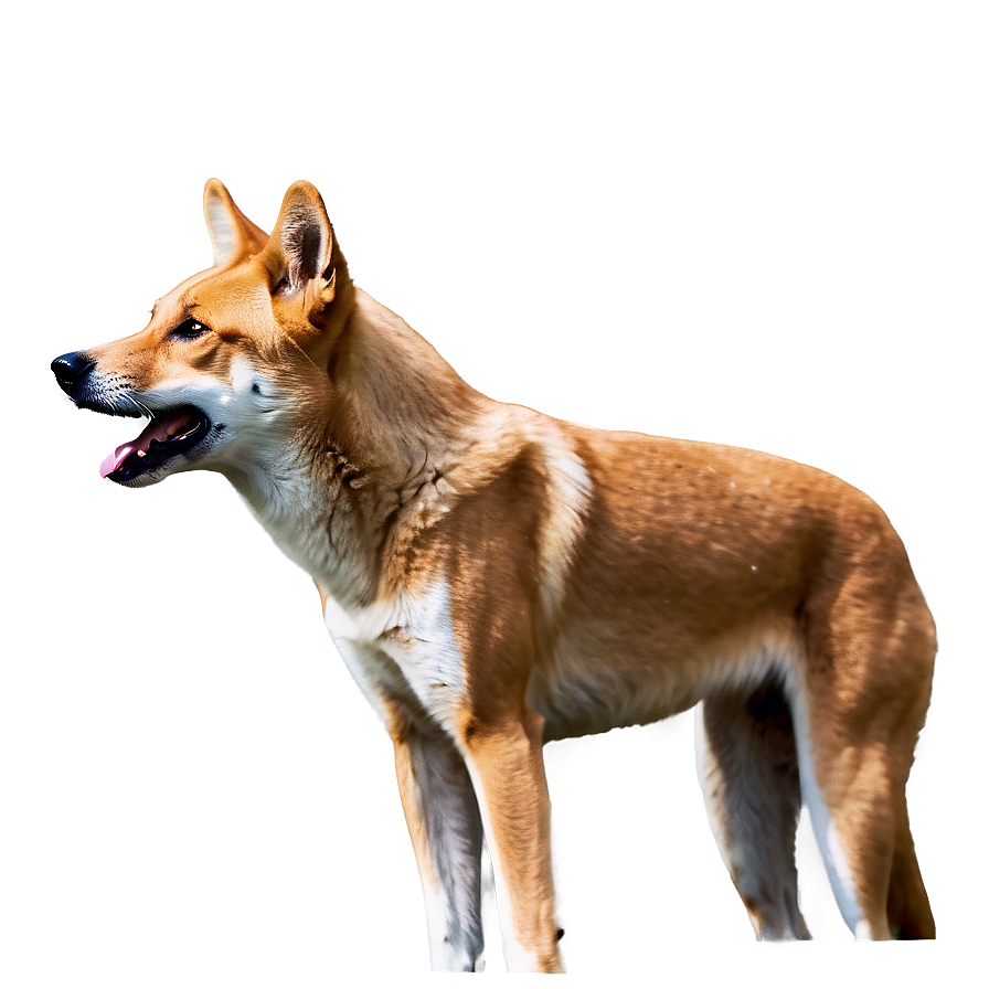 Majestic Dingo Standing Png 54 PNG image