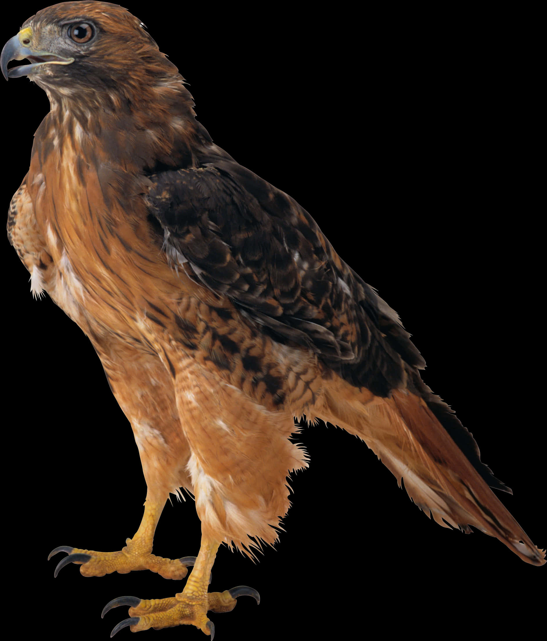 Majestic Eagle Profile PNG image