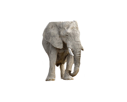 Majestic Elephant Black Background PNG image