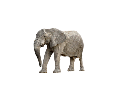 Majestic_ Elephant_ Black_ Background.jpg PNG image