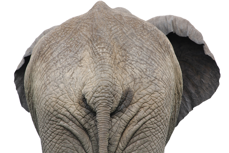 Majestic_ Elephant_ Closeup_ Back_ View PNG image