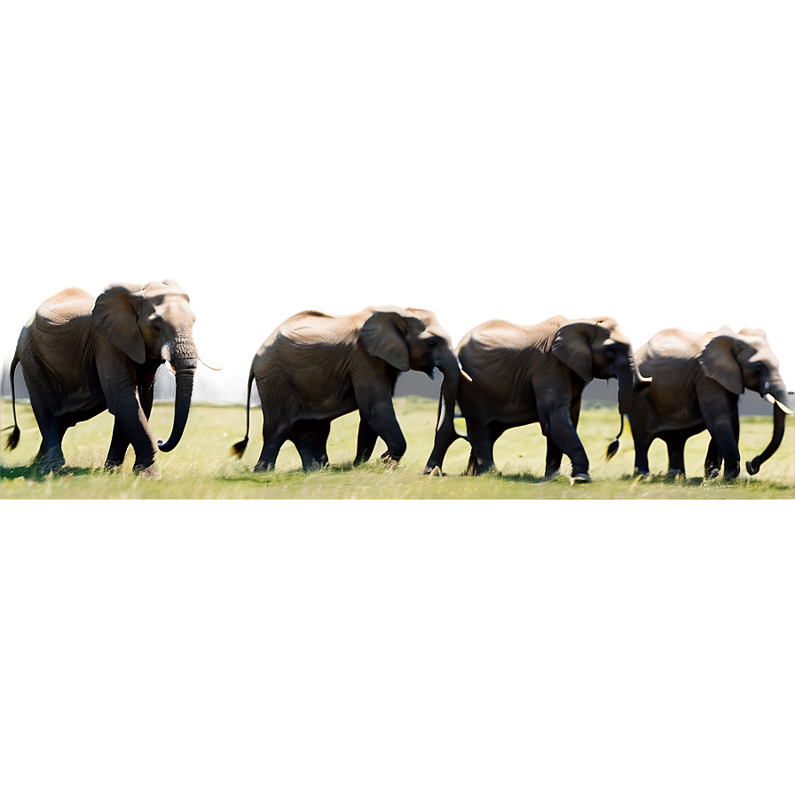 Majestic Elephant Herd Png Wwf73 PNG image