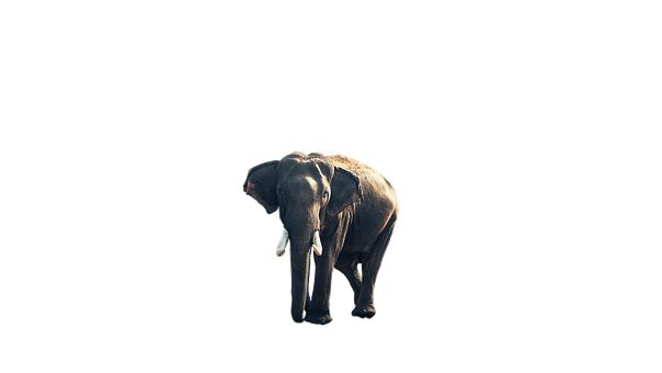 Majestic Elephant Isolatedon Black PNG image