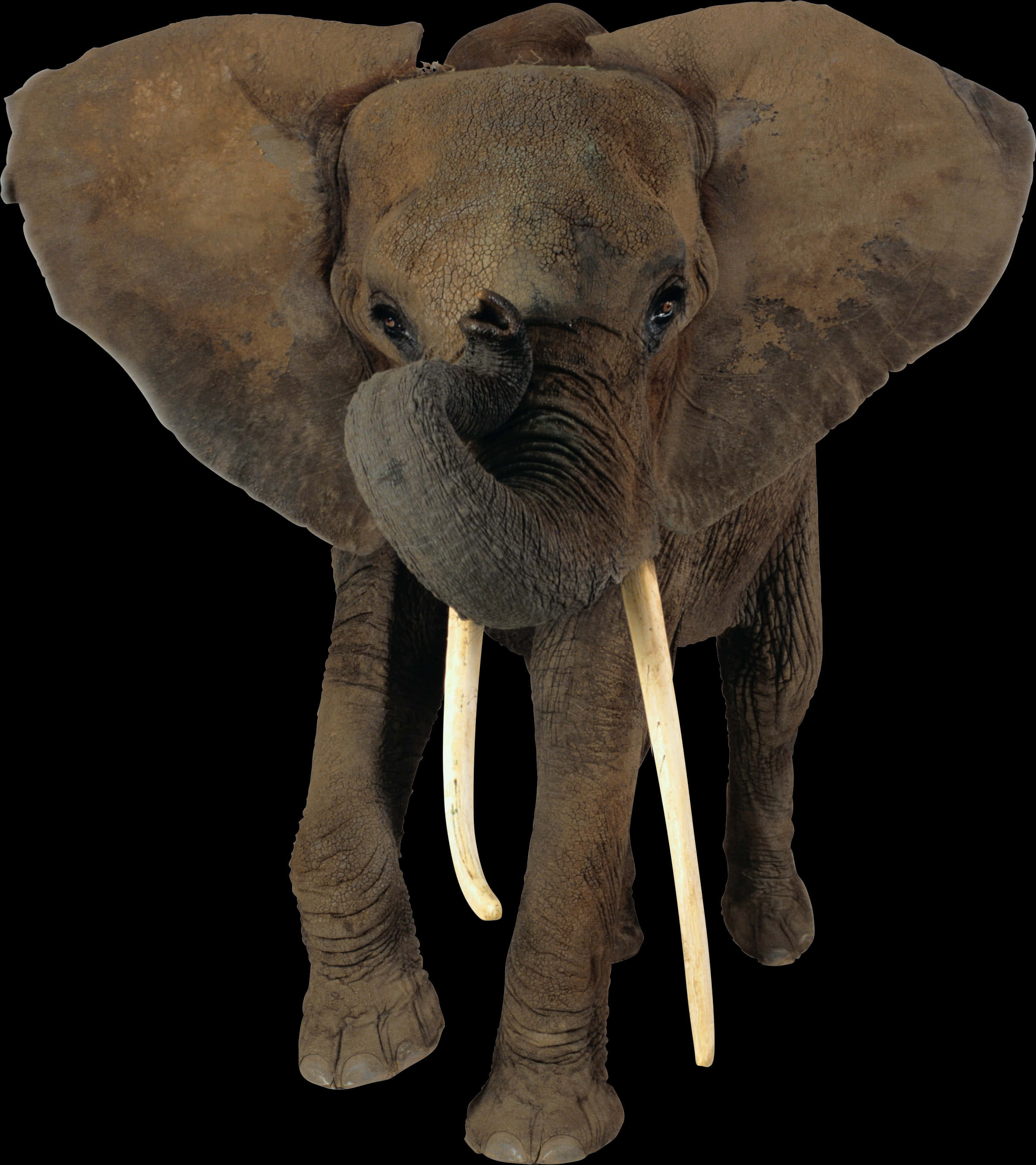 Majestic_ Elephant_ Portrait PNG image