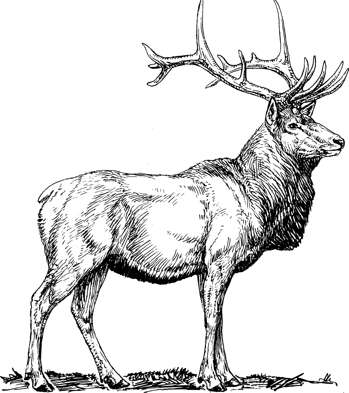 Majestic Elk Illustration PNG image