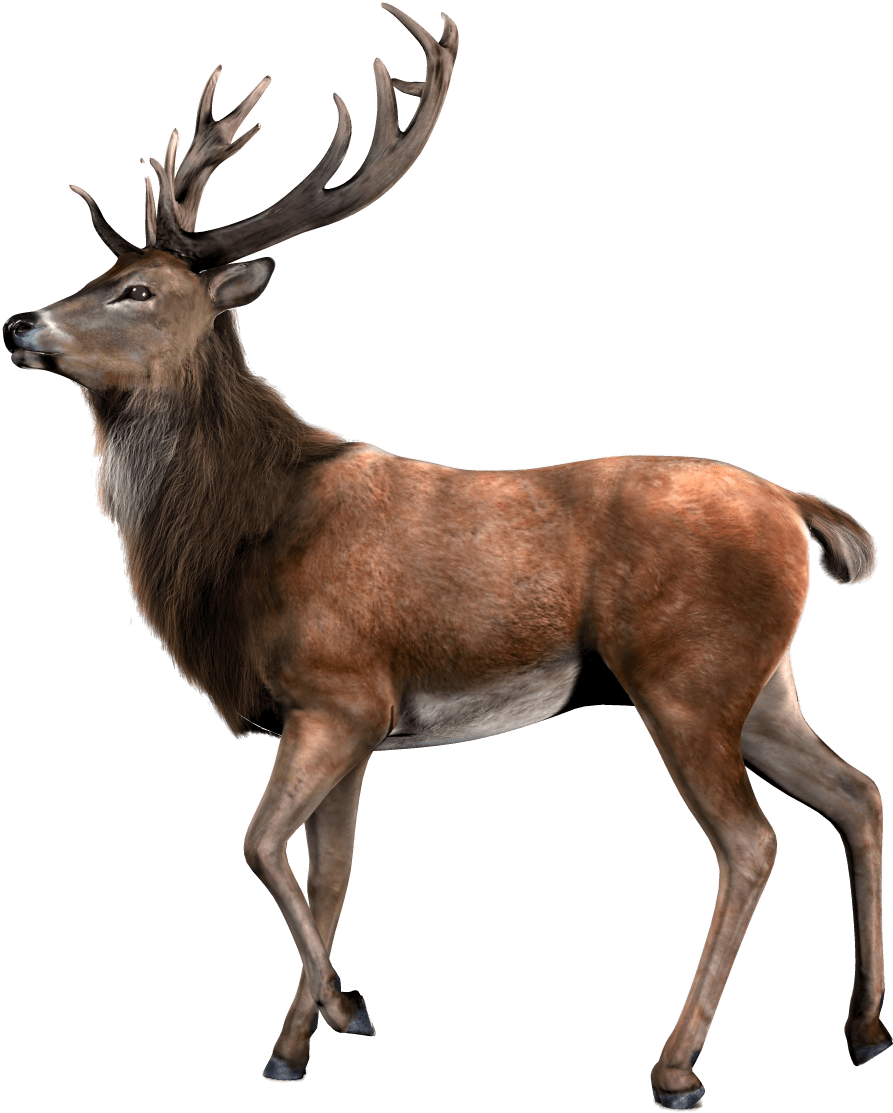 Majestic Elk Profile PNG image