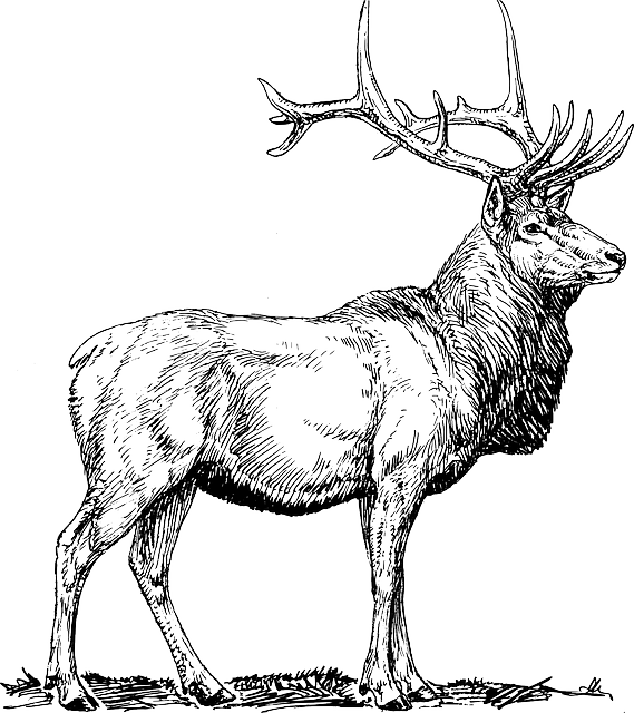 Majestic Elk Sketch PNG image