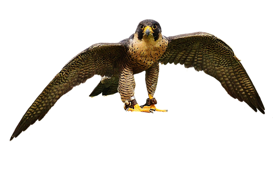 Majestic Falcon In Flight PNG image