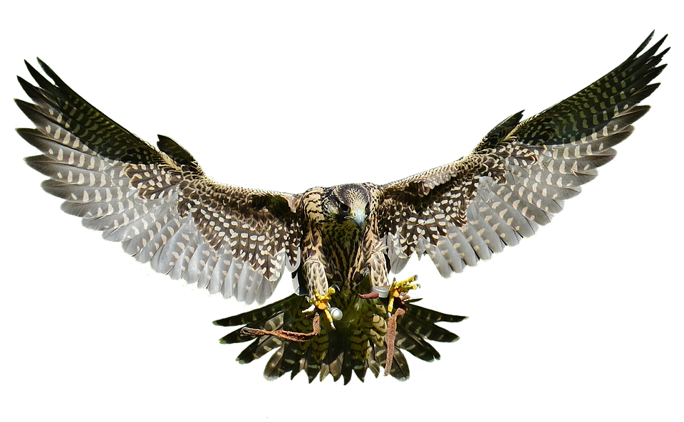 Majestic Falcon In Flight PNG image