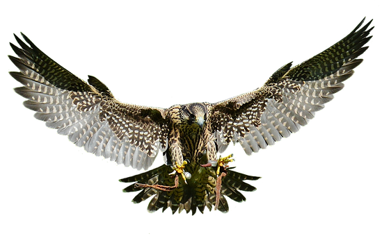 Majestic Falcon In Flight PNG image