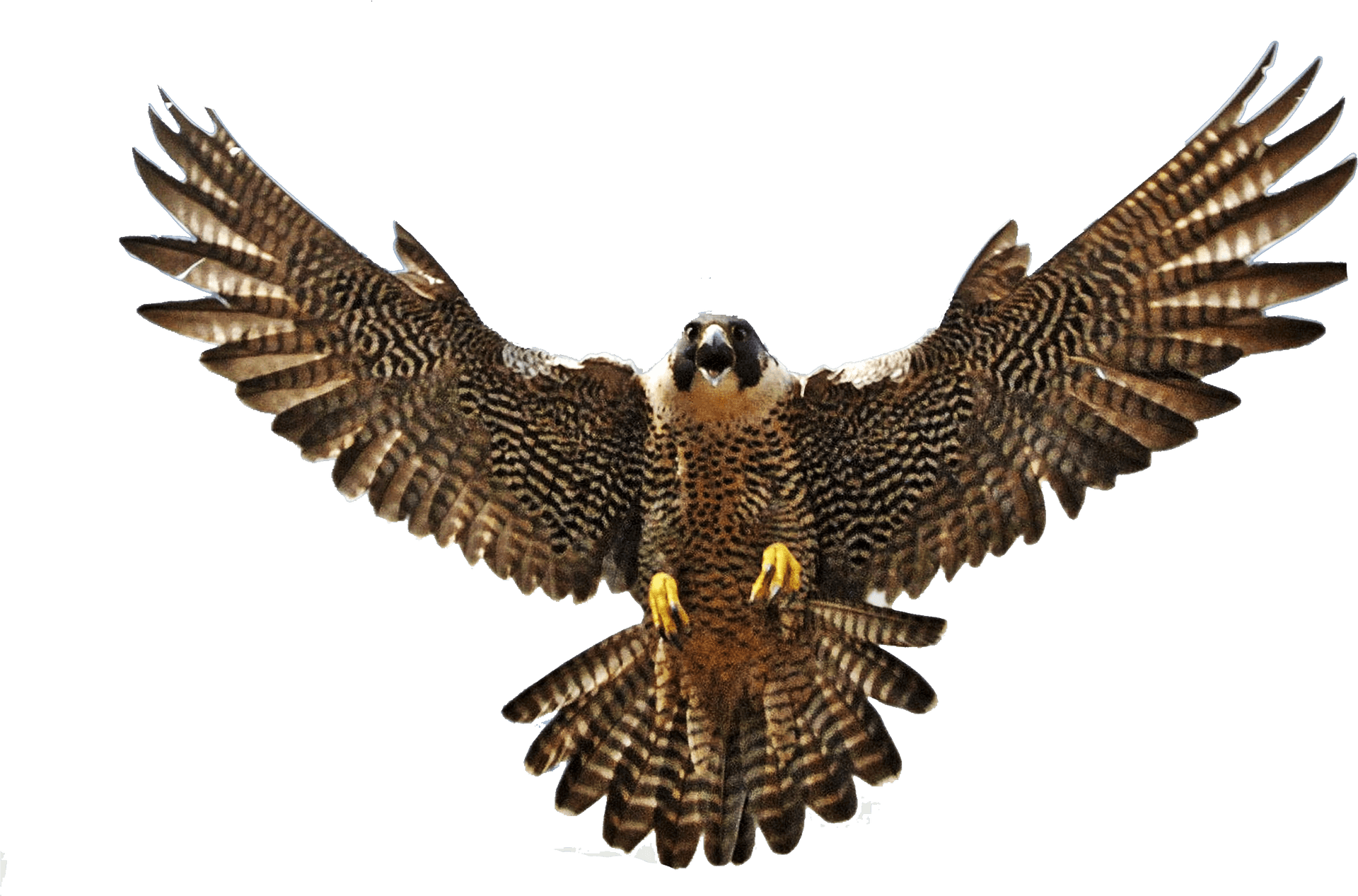 Majestic Falcon In Flight PNG image