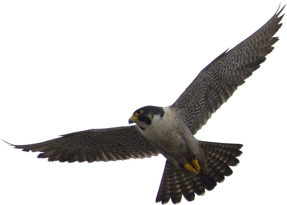 Majestic Falcon In Flight.png PNG image