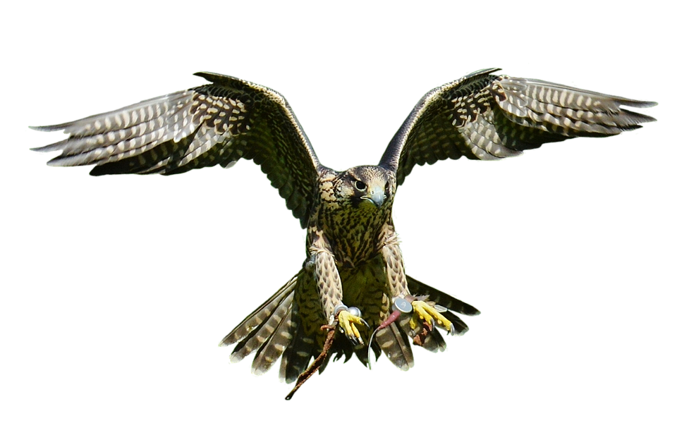 Majestic Falcon In Flight PNG image