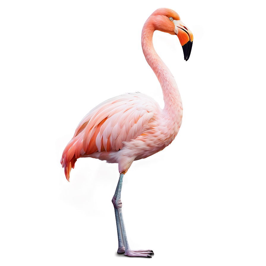 Majestic Flamingo Standing Tall Png 69 PNG image
