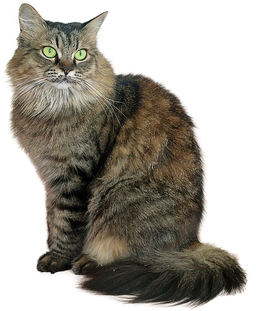 Majestic Fluffy Cat PNG image