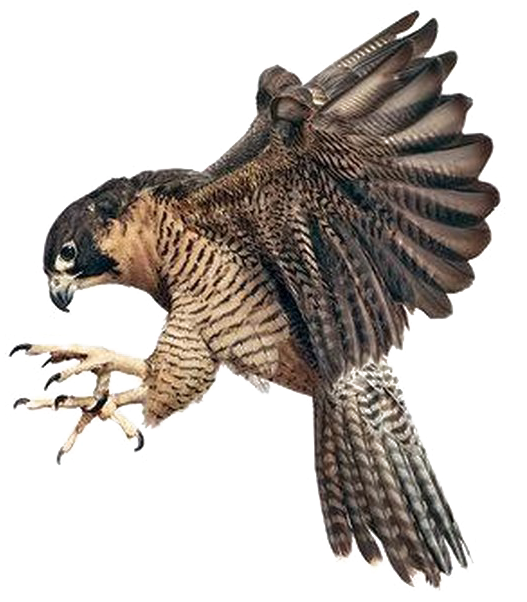 Majestic Flying Falcon PNG image