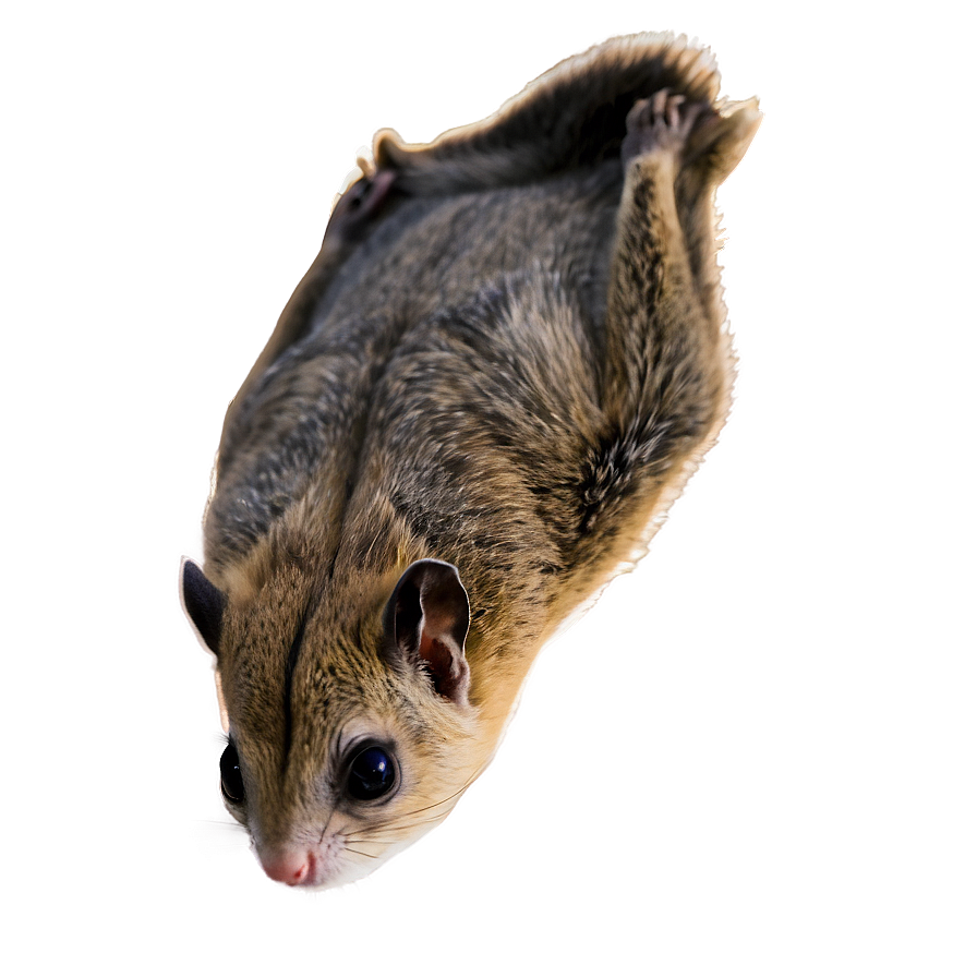 Majestic Flying Squirrel Png 97 PNG image