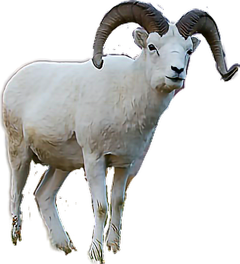 Majestic Goatwith Curled Horns PNG image