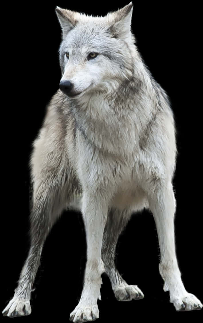 Majestic Grey Wolf Isolatedon Black PNG image