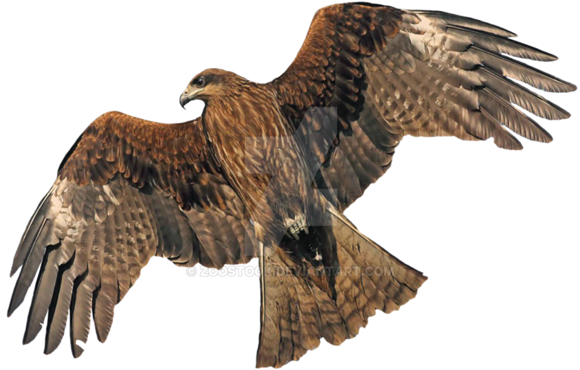 Majestic Hawk In Flight PNG image