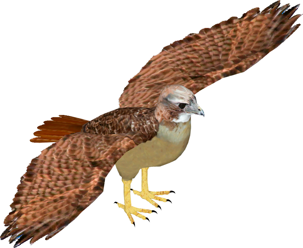 Majestic Hawk In Flight.png PNG image