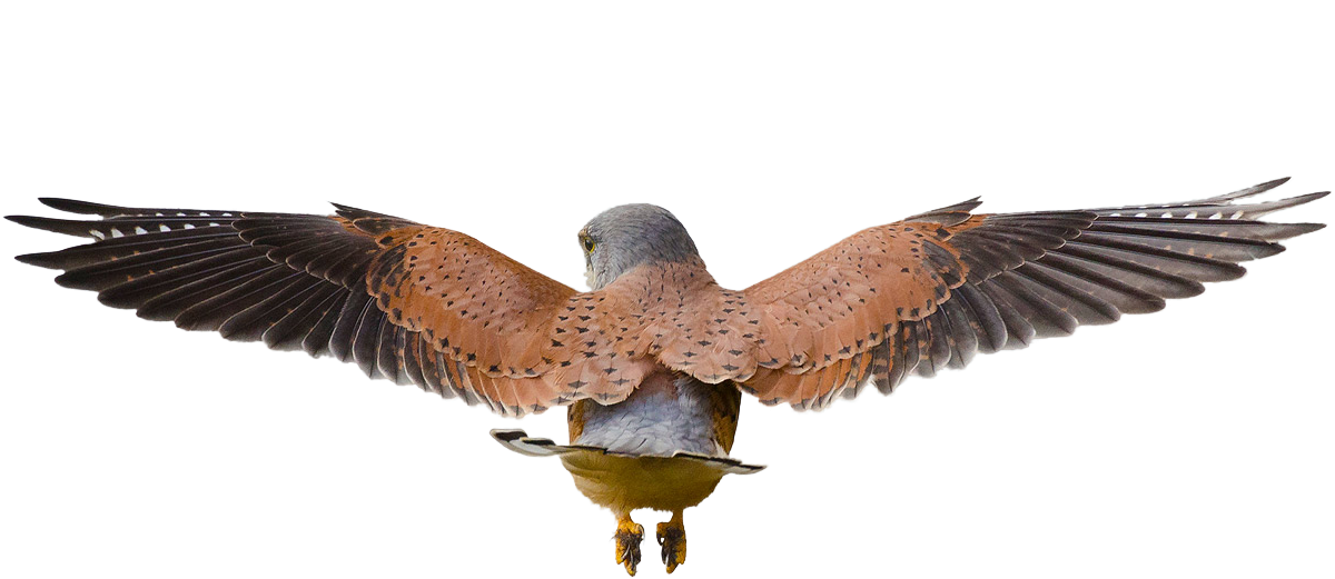 Majestic Hawk In Flight PNG image