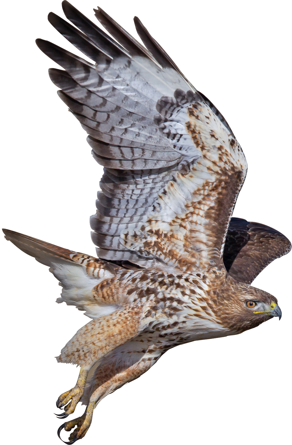 Majestic Hawk In Flight PNG image