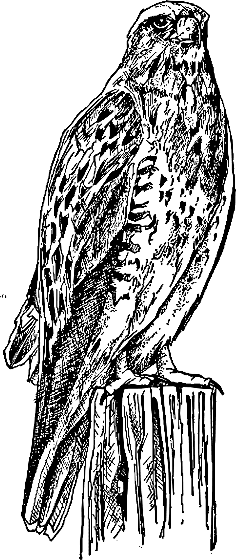 Majestic Hawk Sketch PNG image