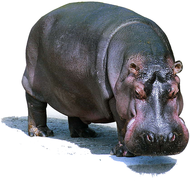 Majestic Hippo Standing PNG image