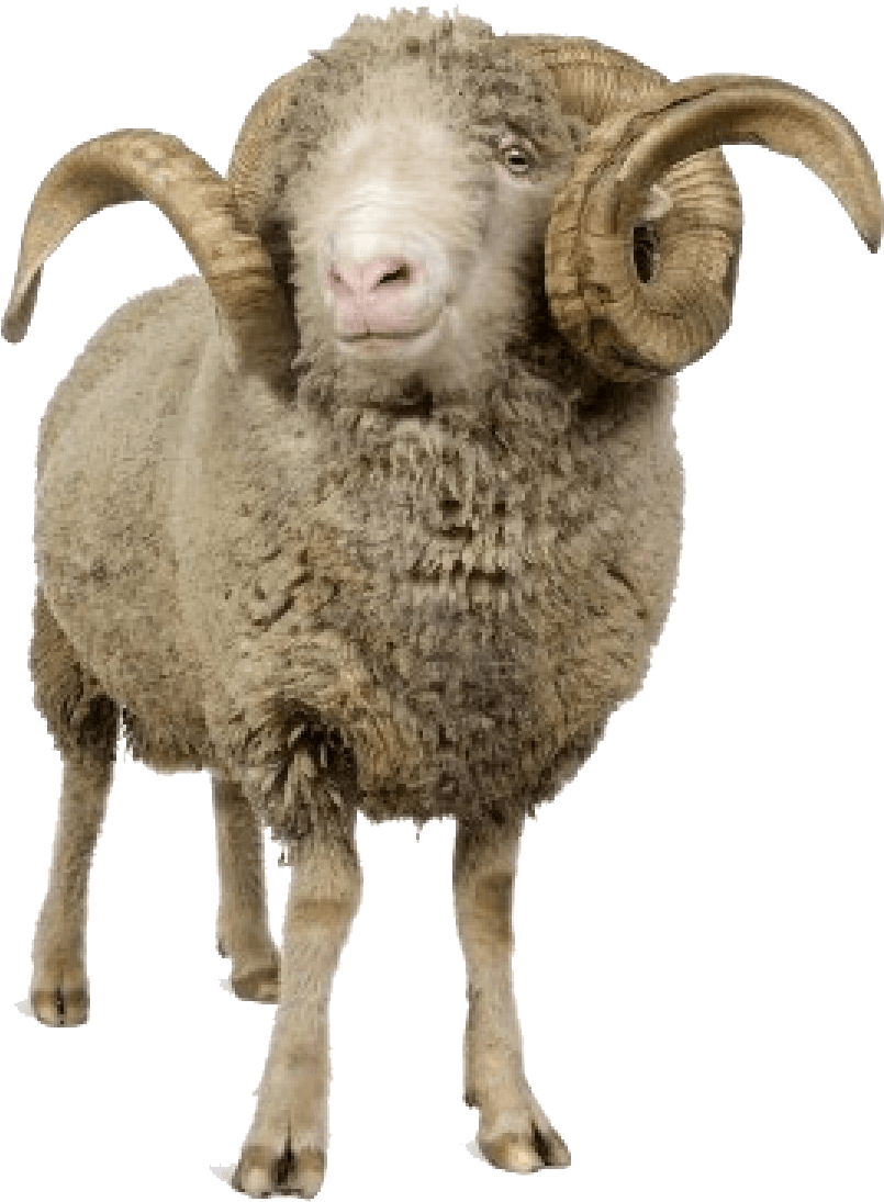 Majestic Horned Sheep PNG image