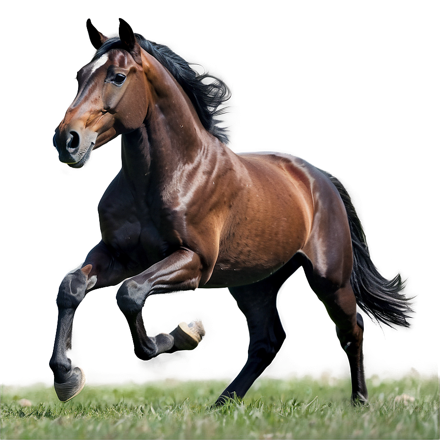 Majestic Horse Gallop Png 63 PNG image