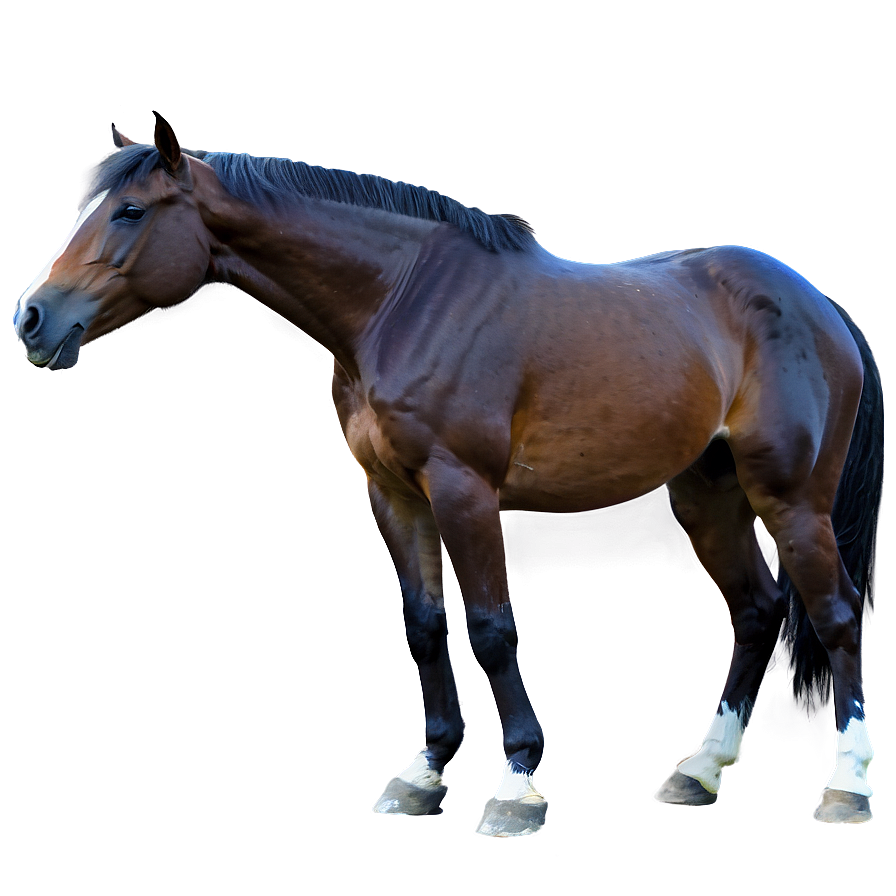 Majestic Horse Png Dsr34 PNG image