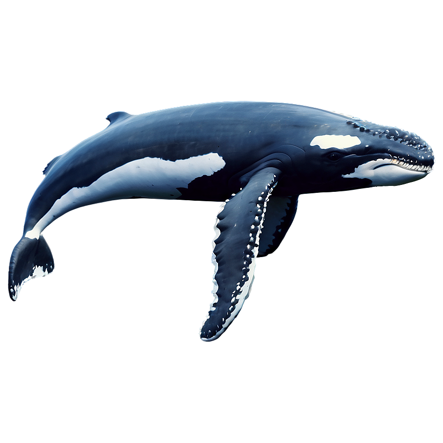 Majestic Humpback Whale Png 06212024 PNG image