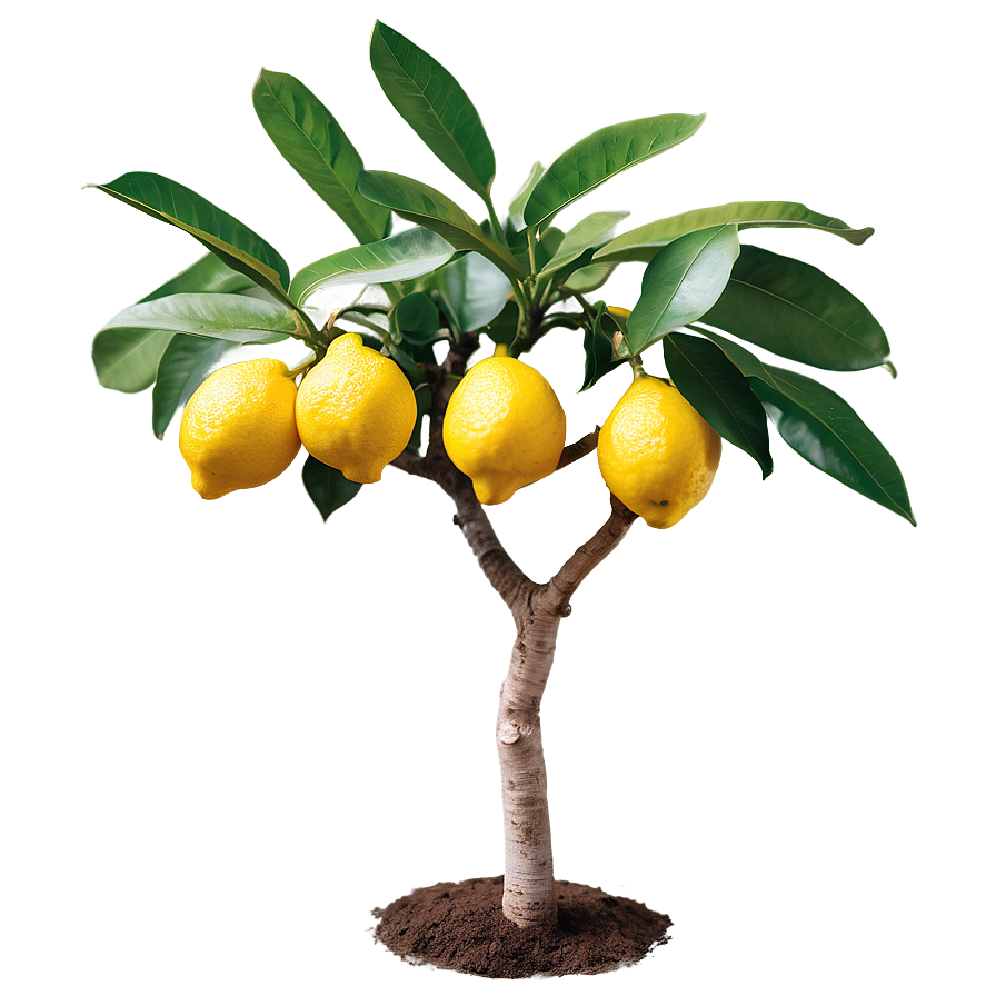 Majestic Lemon Tree Png Bfu70 PNG image