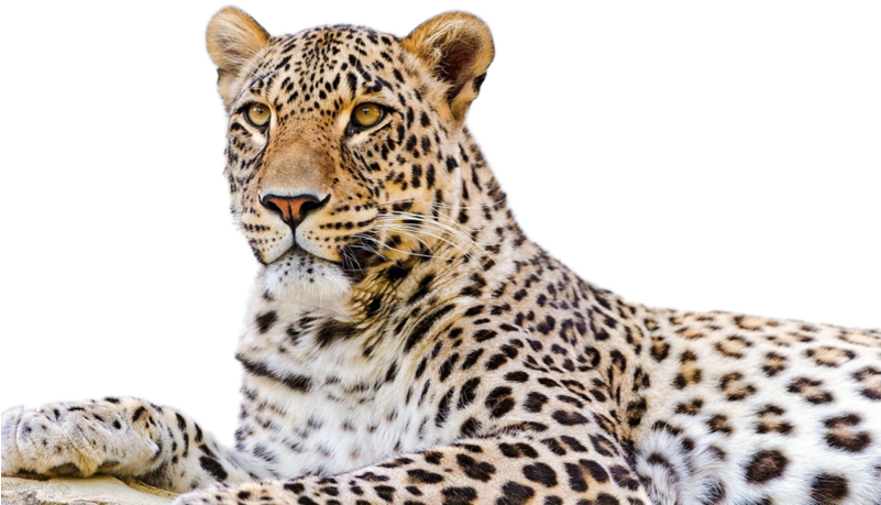 Majestic Leopard Portrait PNG image