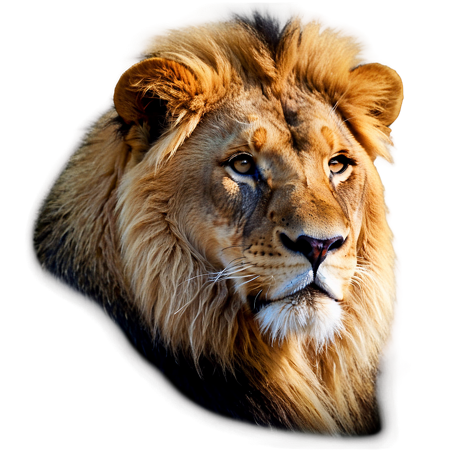 Majestic Lion Glance Png 96 PNG image