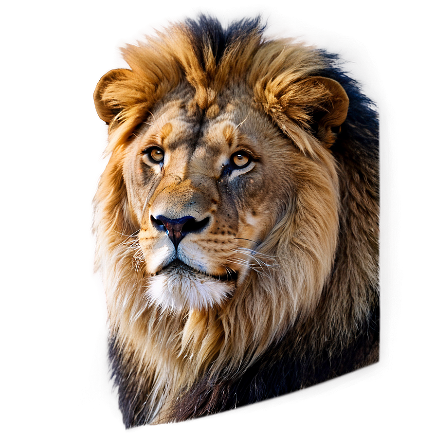 Majestic Lion Glance Png Gks61 PNG image