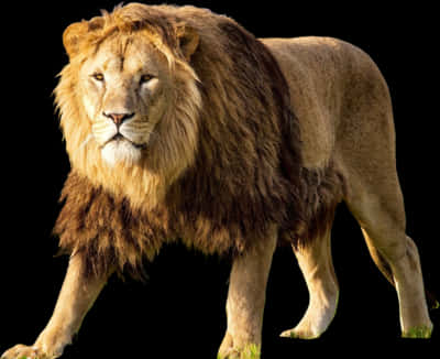 Majestic Lion Isolatedon Black PNG image