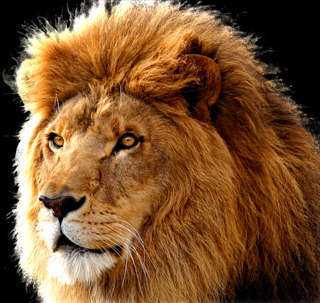 Majestic_ Lion_ Portrait PNG image