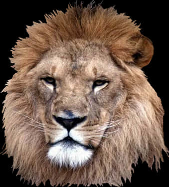 Majestic Lion Portrait PNG image